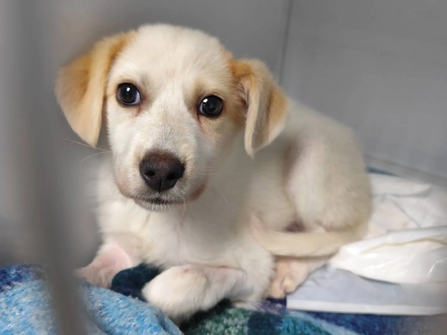 Adozione cane, maschio, Razza sconosciuta Razza sconosciuta, 1 anno e 10 mesi, taglia media, Messina