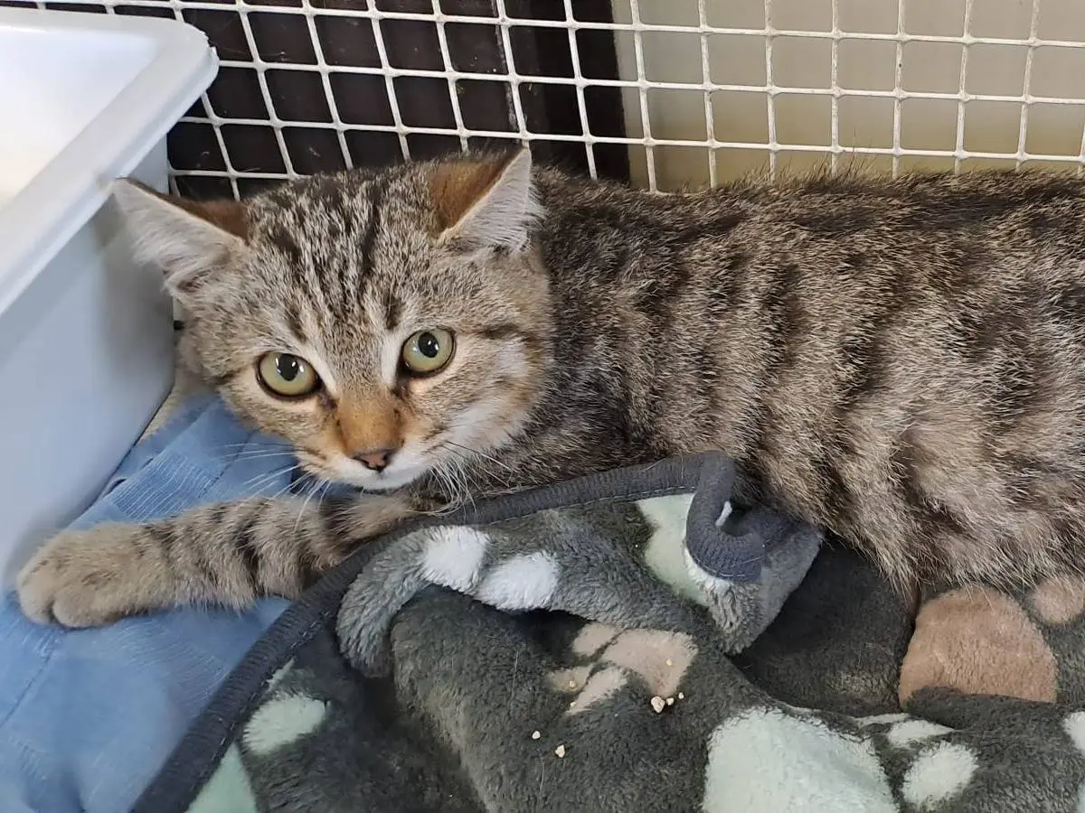 Adozione gatto, maschio, Razza sconosciuta Razza sconosciuta, 4 mesi, taglia non valida, Ravenna