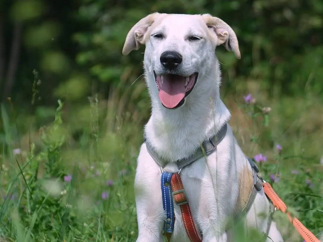 Adozione cane, femmina, meticcio, 6 anni e 8 mesi, taglia media contenuta, Como