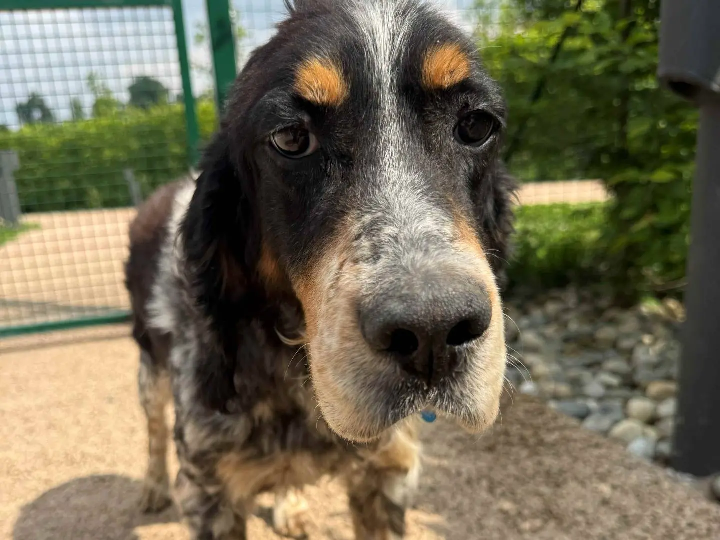 Adotta un cane, maschio, 11 anni e 2 mesi, Milano