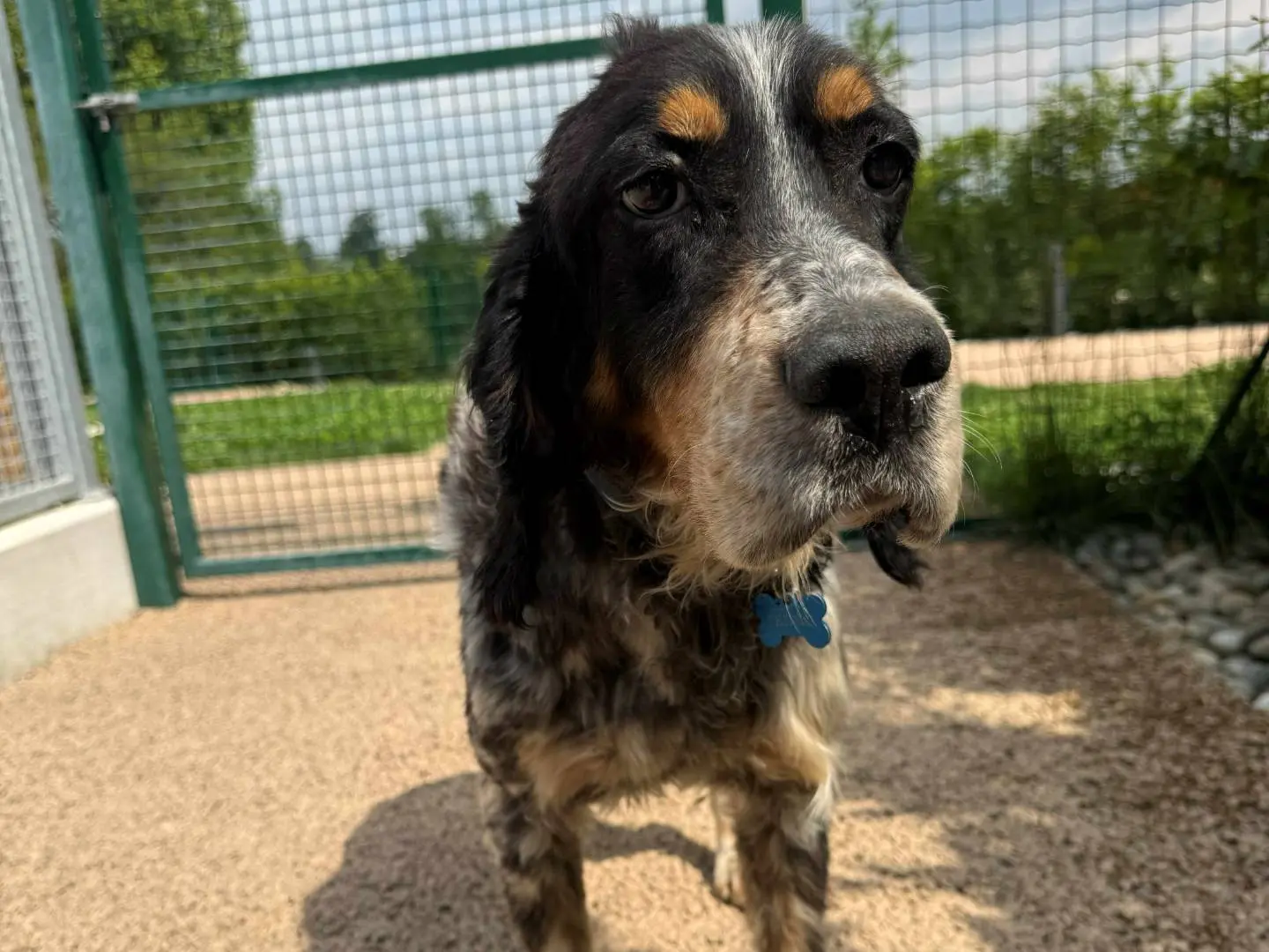 Adozione cane, maschio, Setter Inglese Razza sconosciuta, 11 anni e 2 mesi, taglia media, Milano