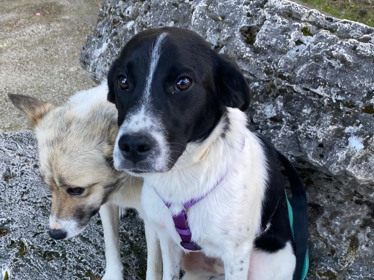 Adozione cane, maschio, Razza sconosciuta Razza sconosciuta, 1 anno e 10 mesi, taglia media contenuta, Laquila