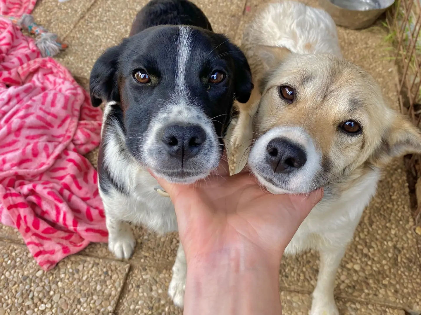 Adotta il cane Pinky a Laquila
