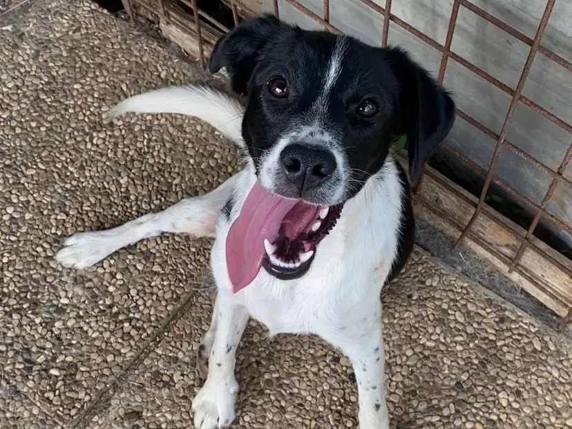 Adotta un cane, taglia media contenuta, maschio, Laquila