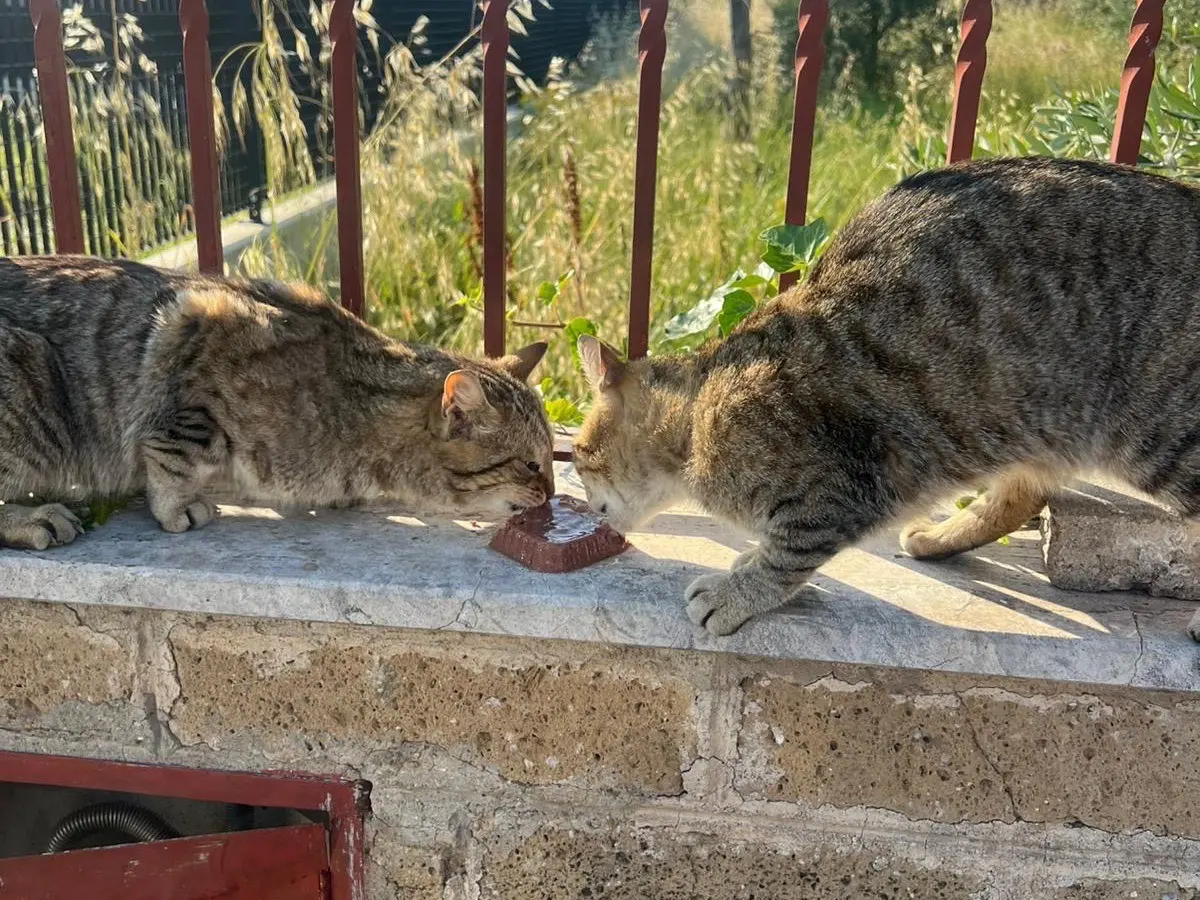 Foto 2 dell'animale
