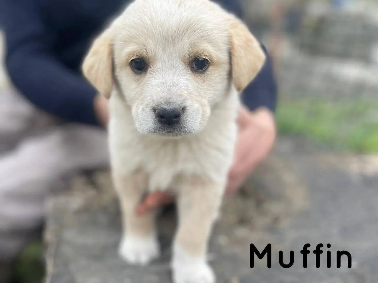 Adozione cane, maschio, Razza sconosciuta Razza sconosciuta, 8 mesi, taglia media, Frosinone