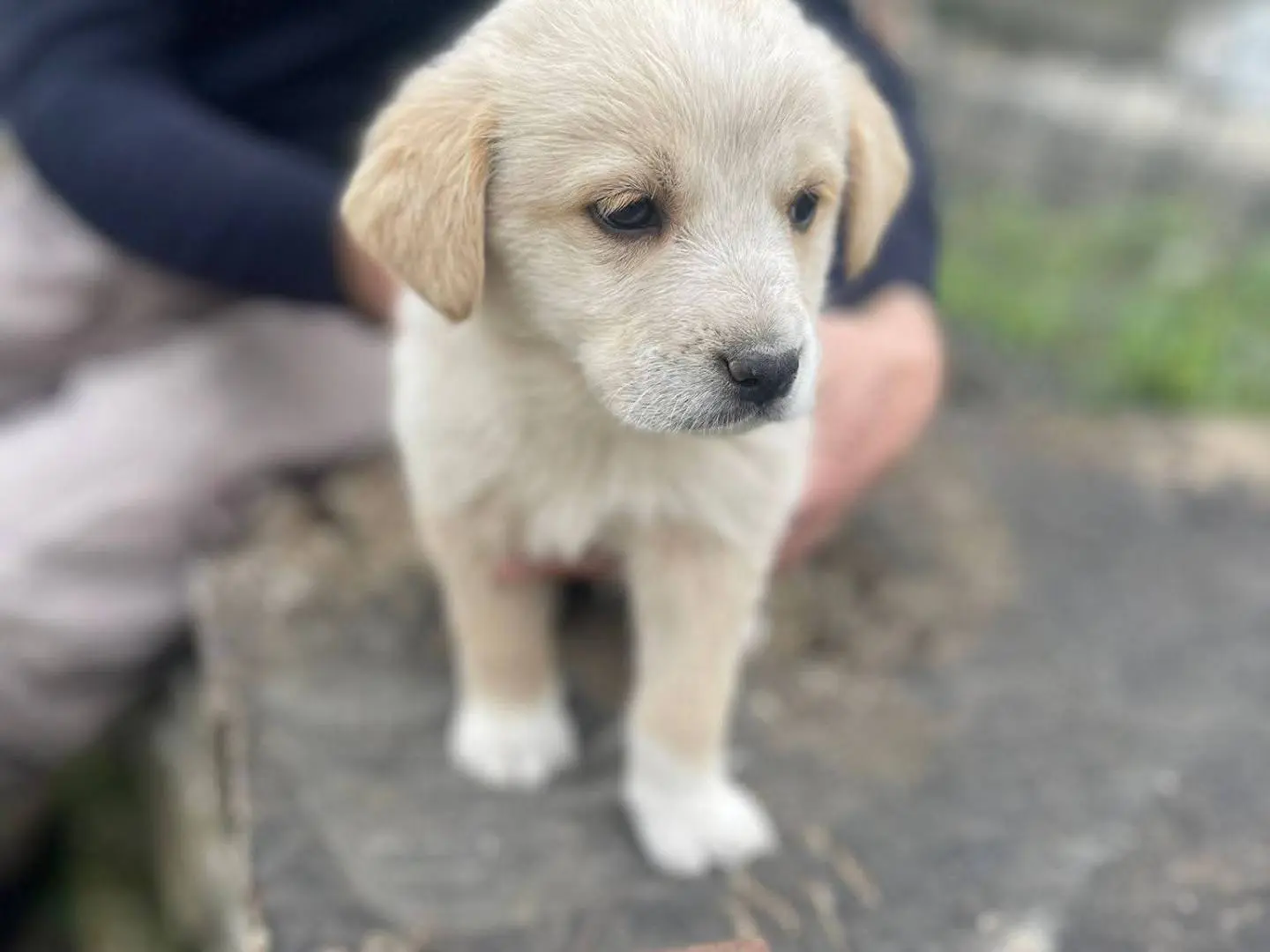 Adotta un cane, maschio, 8 mesi, Frosinone