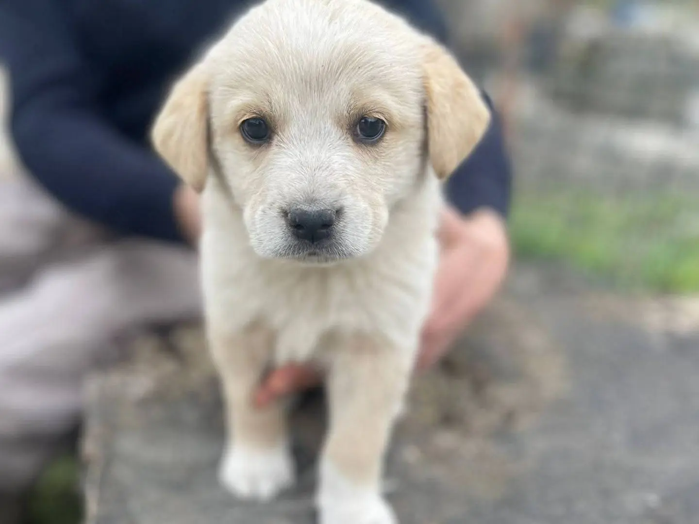 Vuoi adottare un cane a Frosinone?