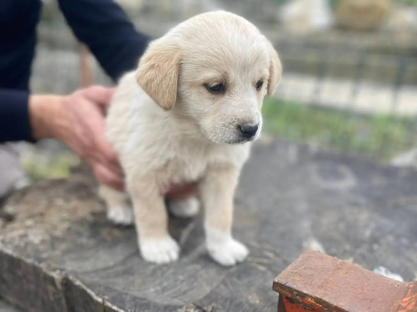 Adotta un cane, taglia media, maschio, Frosinone