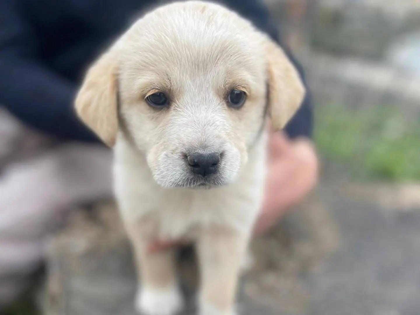 Adotta il cane Muffin a Frosinone