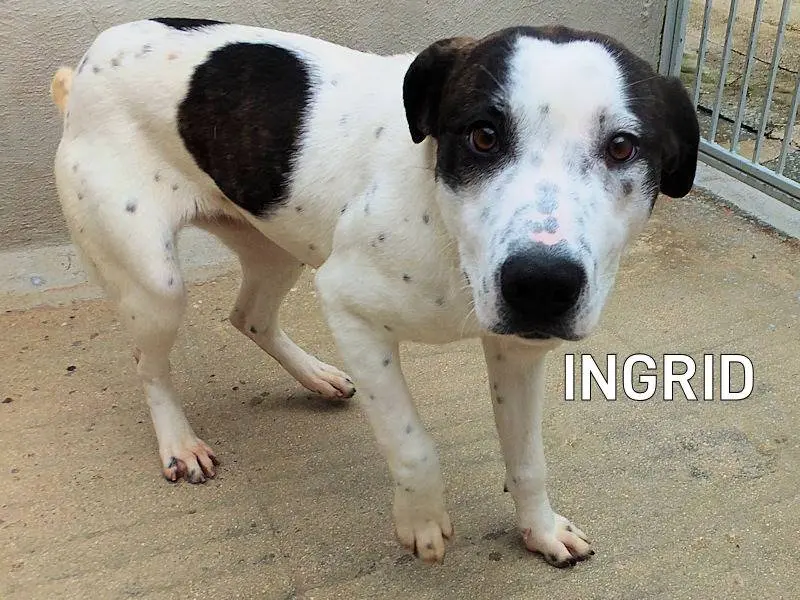 Adozione cane, femmina, Pointer Razza sconosciuta, 5 anni e 3 mesi, taglia grande, Frosinone