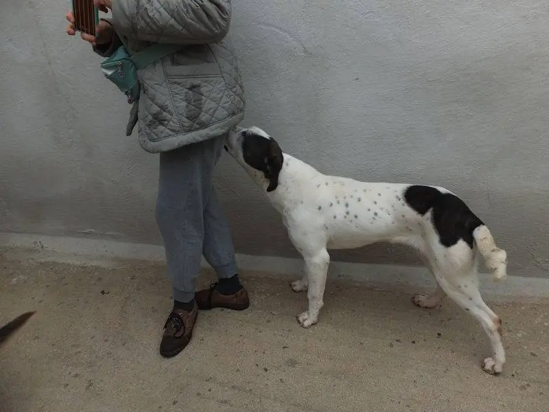 Adotta un cane, femmina, 5 anni e 3 mesi, Frosinone