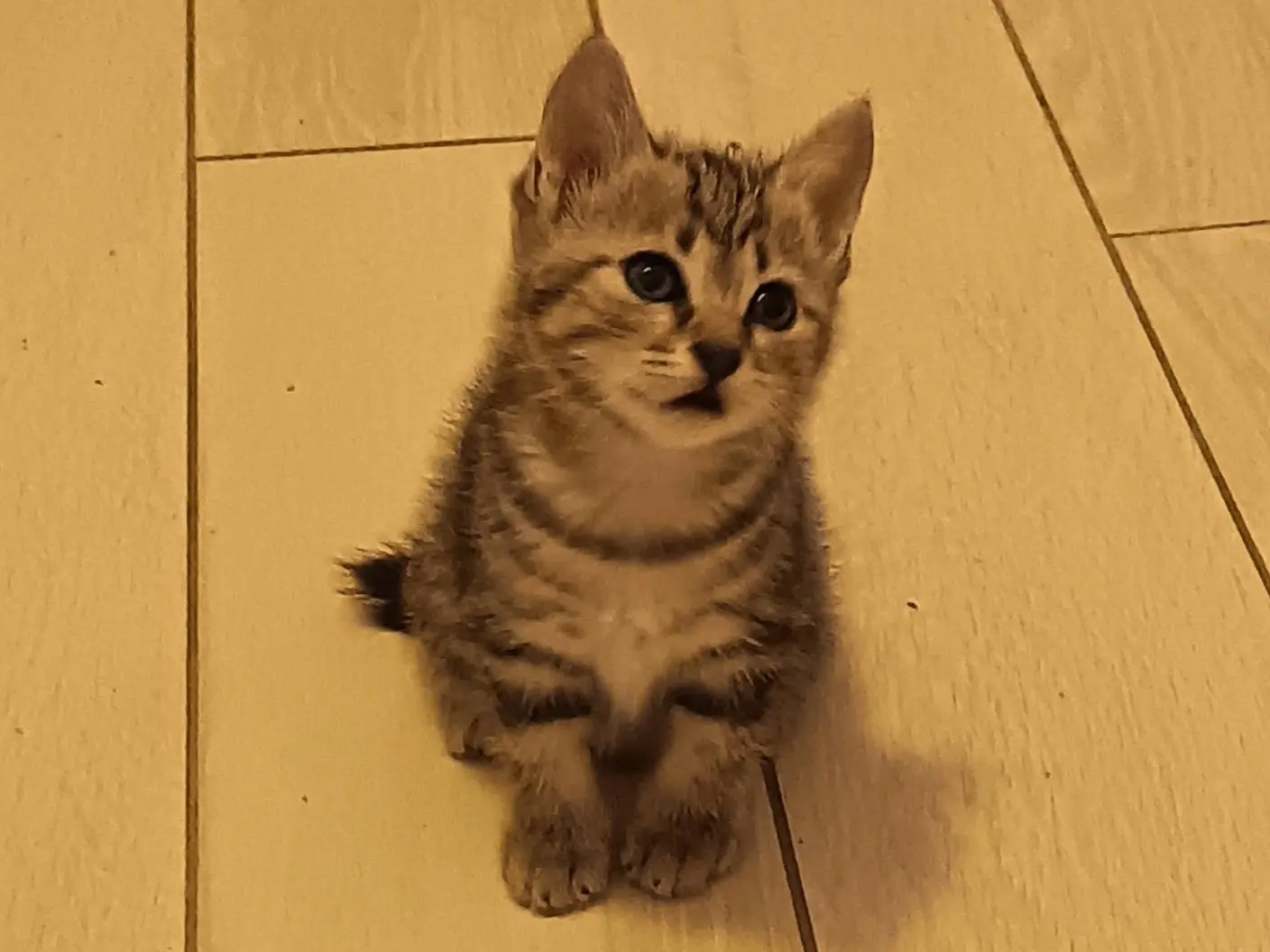 Vuoi adottare un gatto a Milano?