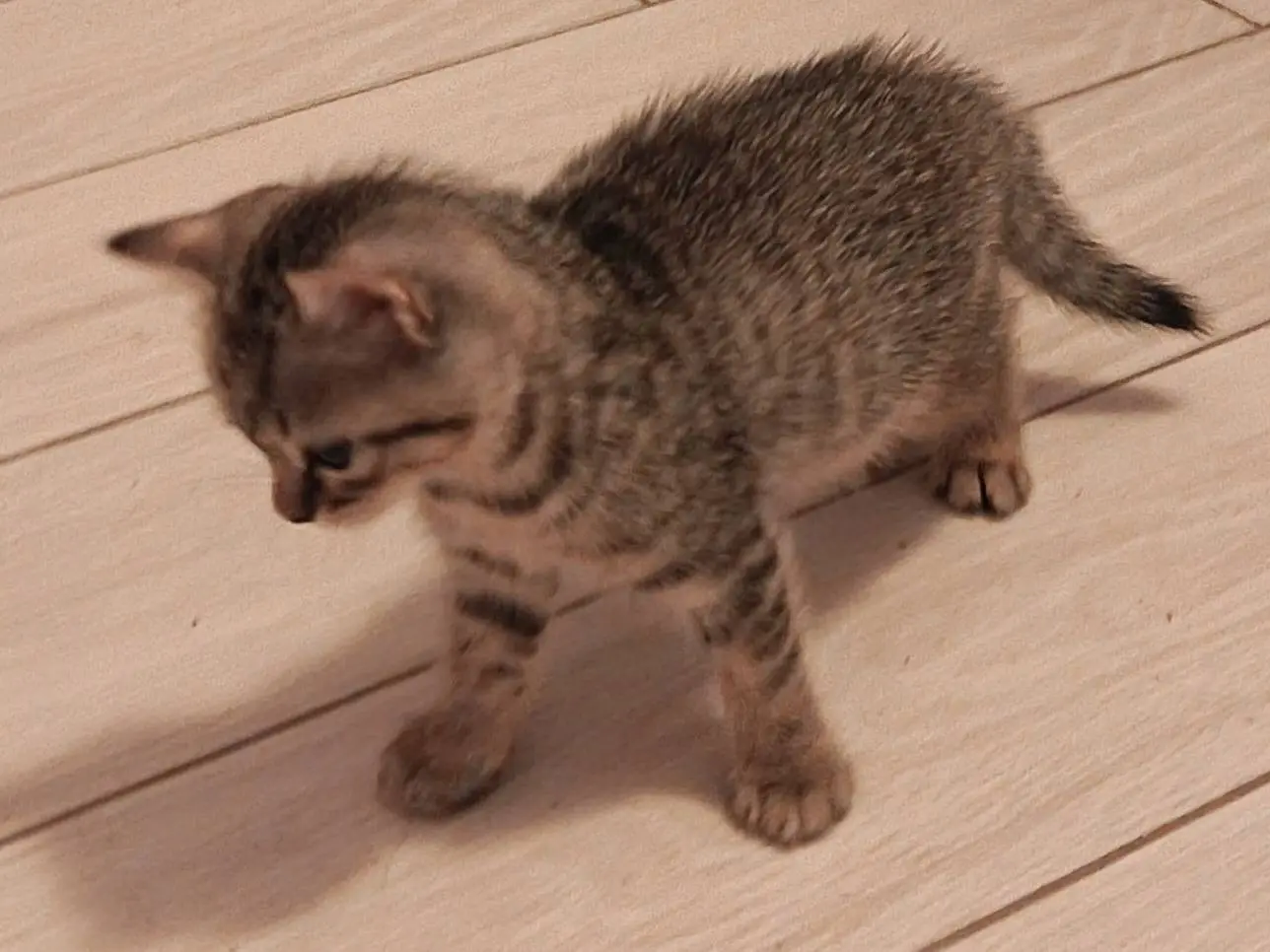 Adotta un gatto, femmina, 2 mesi, Milano
