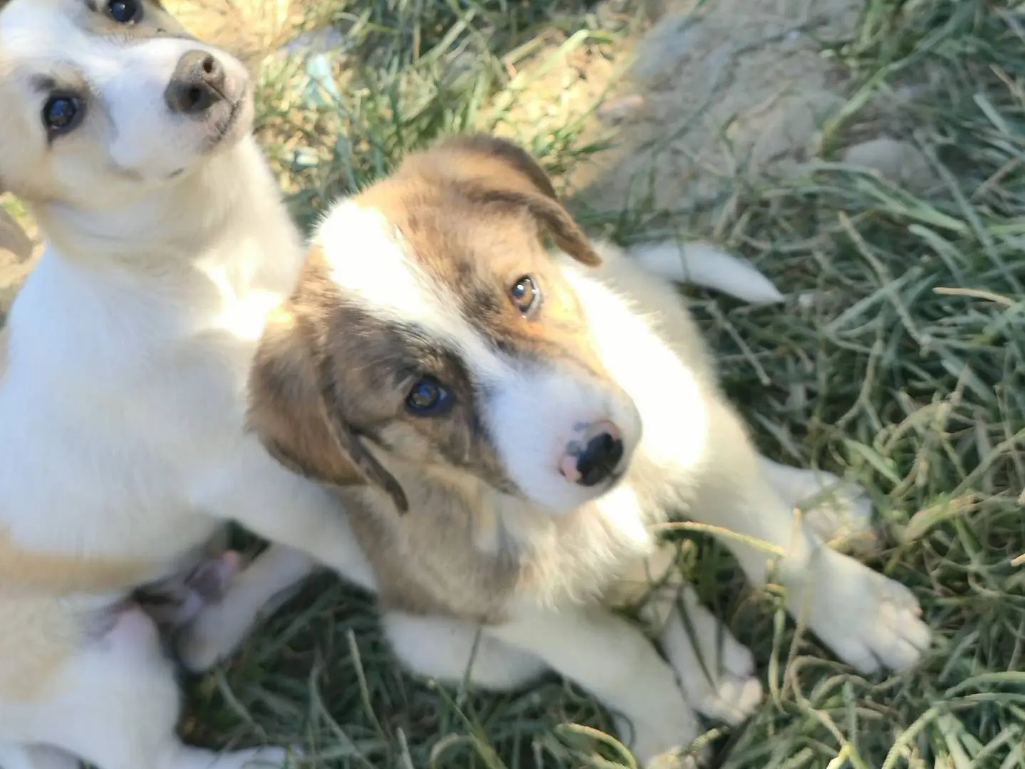 Adotta un cane, femmina, 4 mesi, Udine