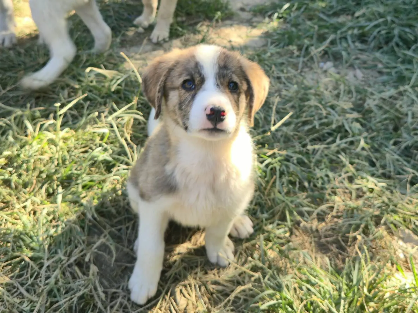 Adozione cane, femmina, Razza sconosciuta Razza sconosciuta, 4 mesi, taglia piccola, Udine