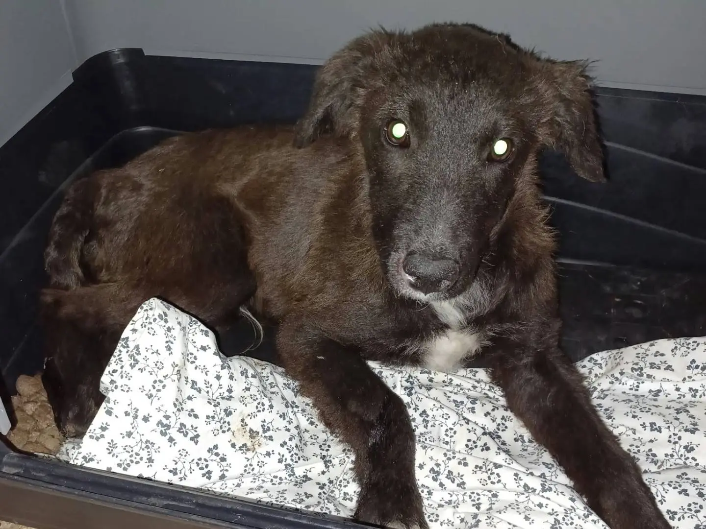 Adotta il cane YUKI a Frosinone