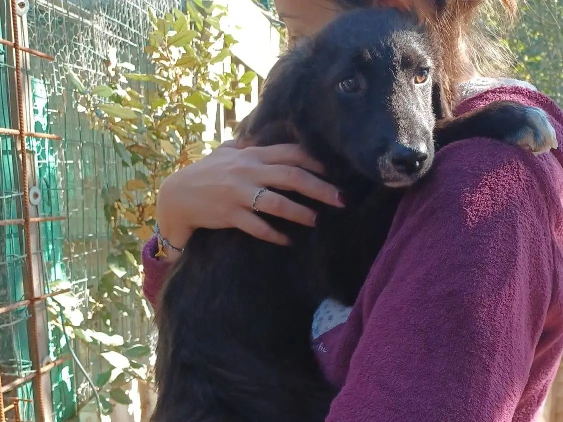 Adozione cane, maschio, Setter Inglese Razza sconosciuta, 4 mesi, taglia media, Frosinone