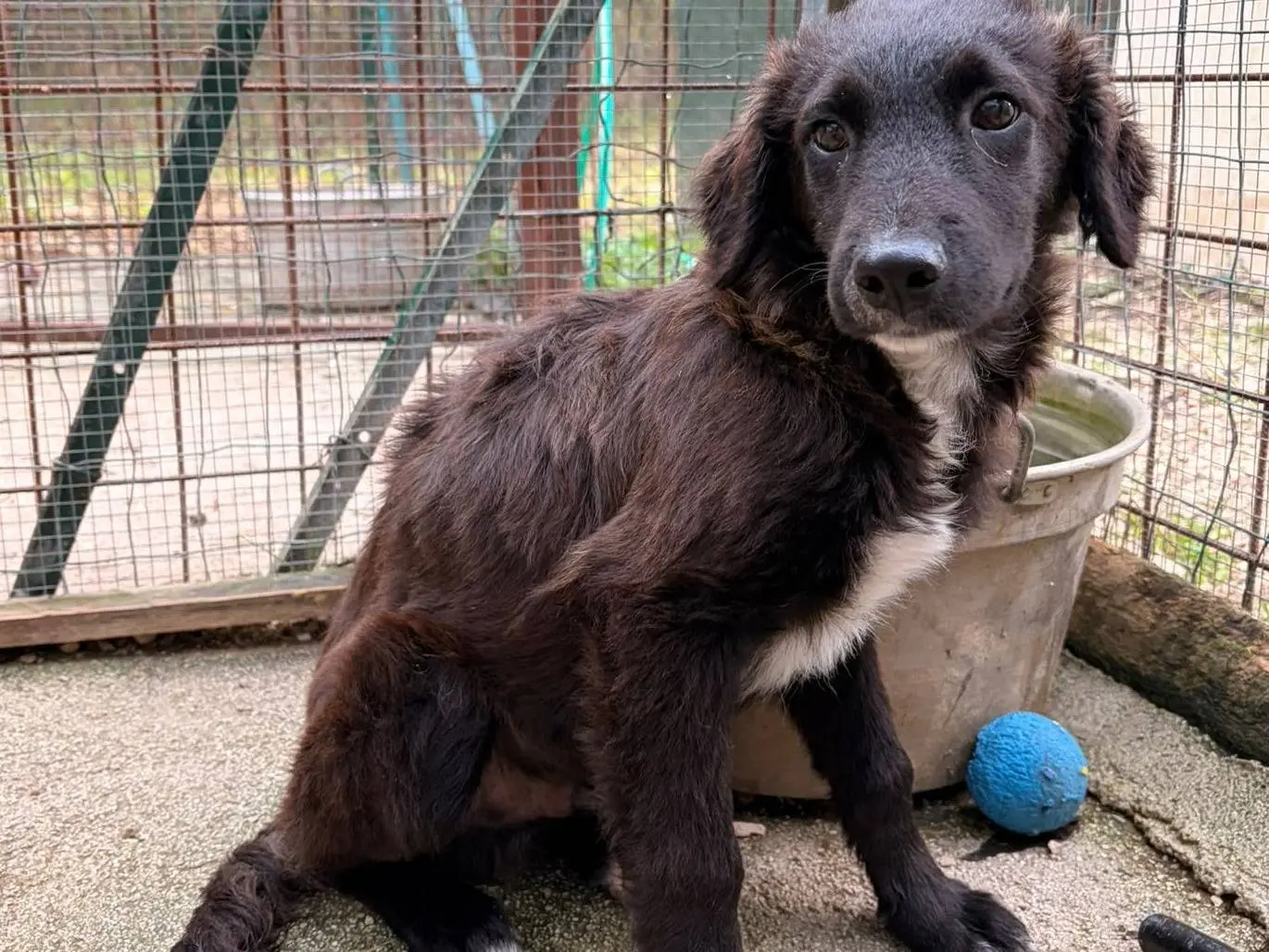 Adotta un cane, taglia media, maschio, Frosinone