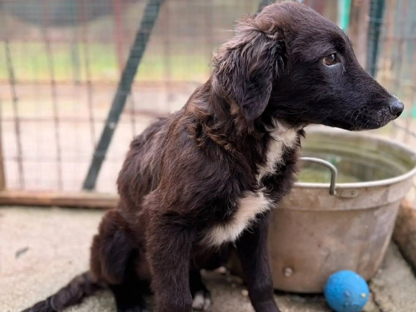 Vuoi adottare un cane a Frosinone?