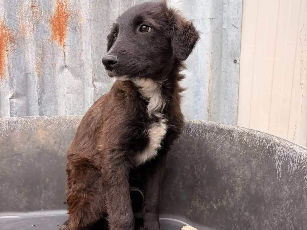 Adotta un cane, maschio, 4 mesi, Frosinone