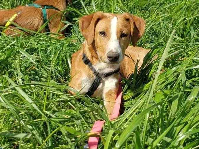 Adotta il cane nhellenia a Como