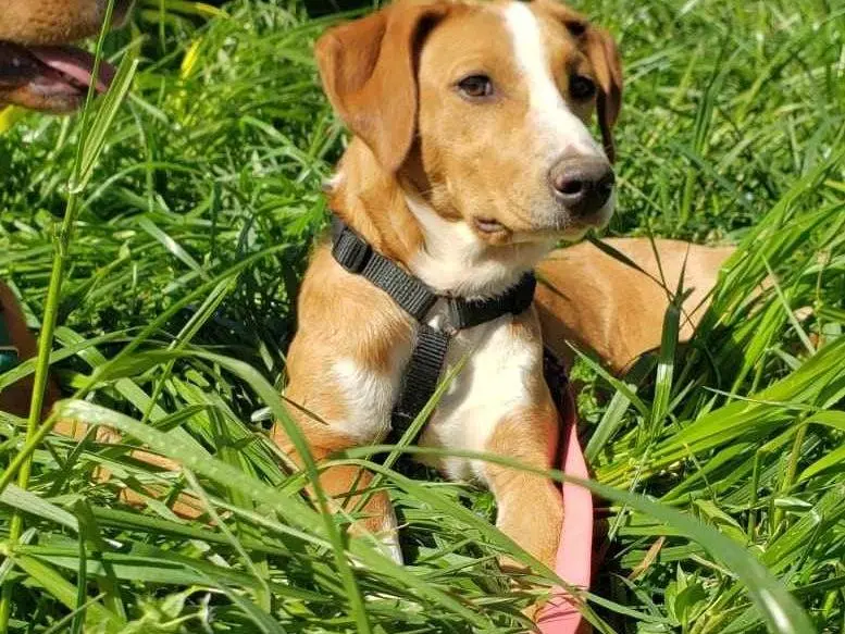 Vuoi adottare un cane a Como?