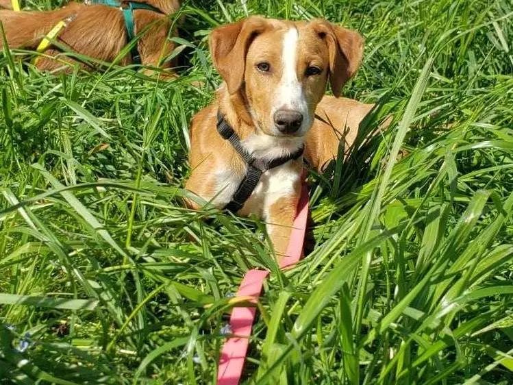 Adotta un cane, femmina, 3 anni, Como