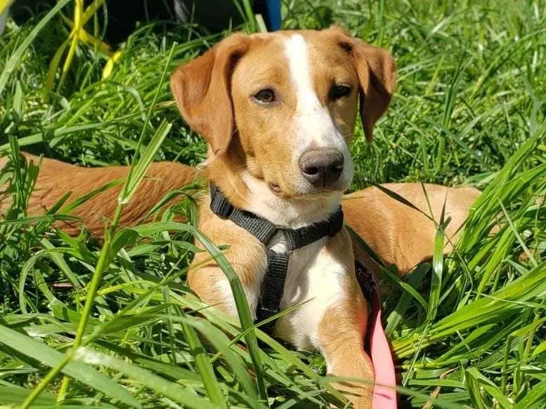 Adozione cane, femmina, meticcio, 3 anni, taglia media contenuta, Como