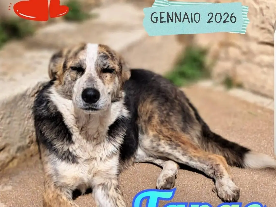 Adotta un cane, maschio, 3 anni e 6 mesi, Torino