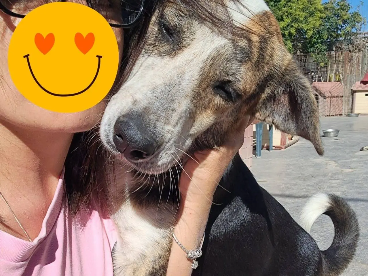 Adozione cane, maschio, Razza sconosciuta Razza sconosciuta, 3 anni e 6 mesi, taglia media, Torino