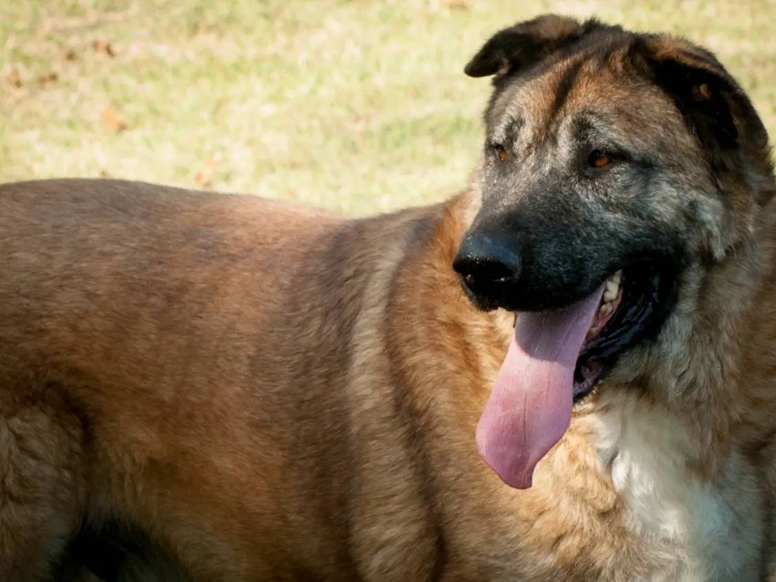 Adotta un cane, maschio, 7 anni e 4 mesi, Frosinone