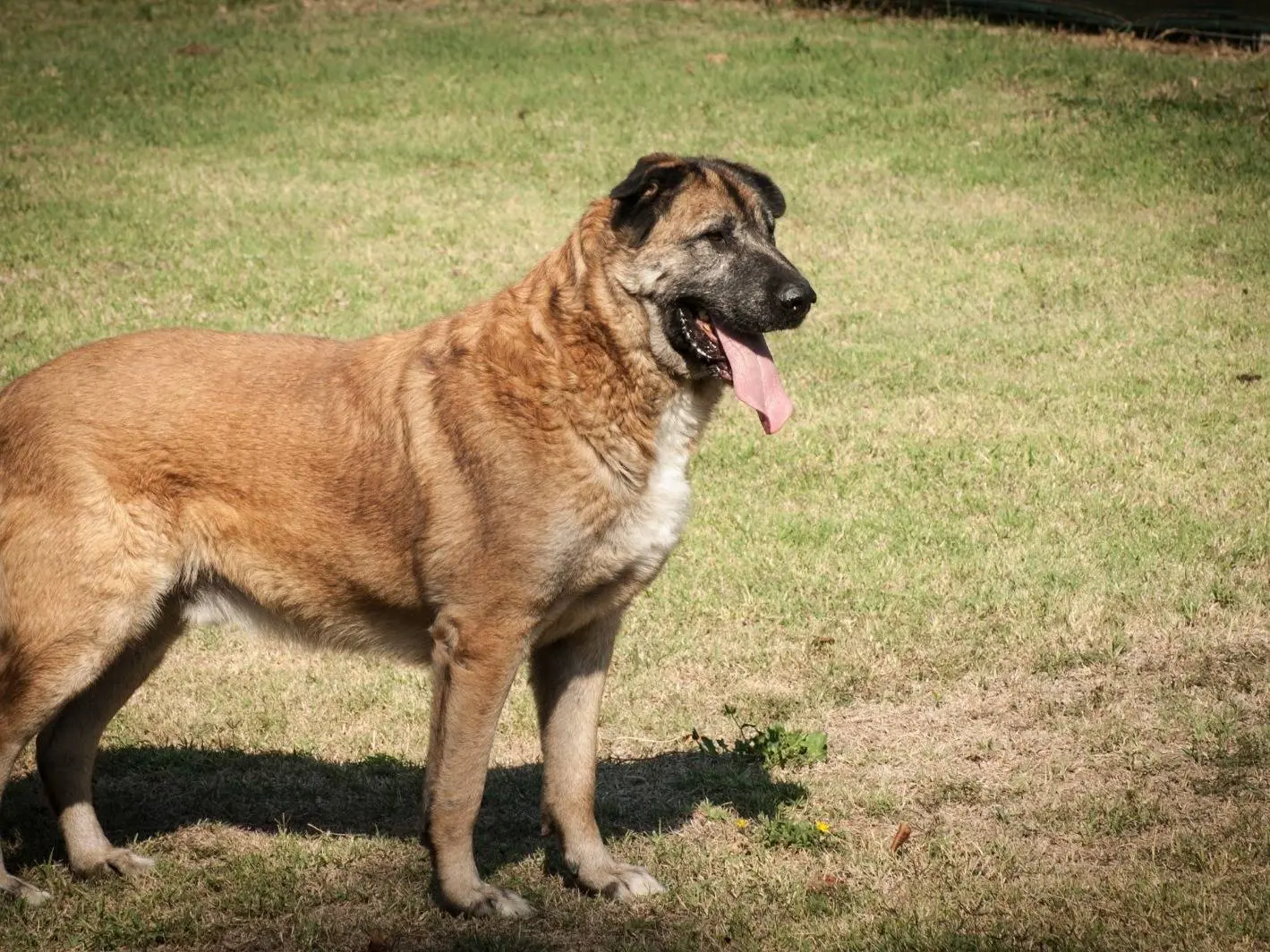 Adotta il cane LORD JHON a Frosinone