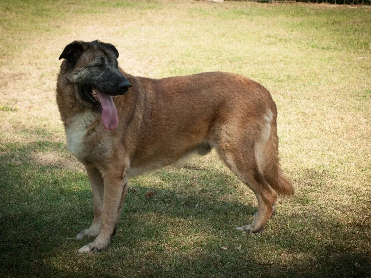 Adotta un cane, taglia grande, maschio, Frosinone