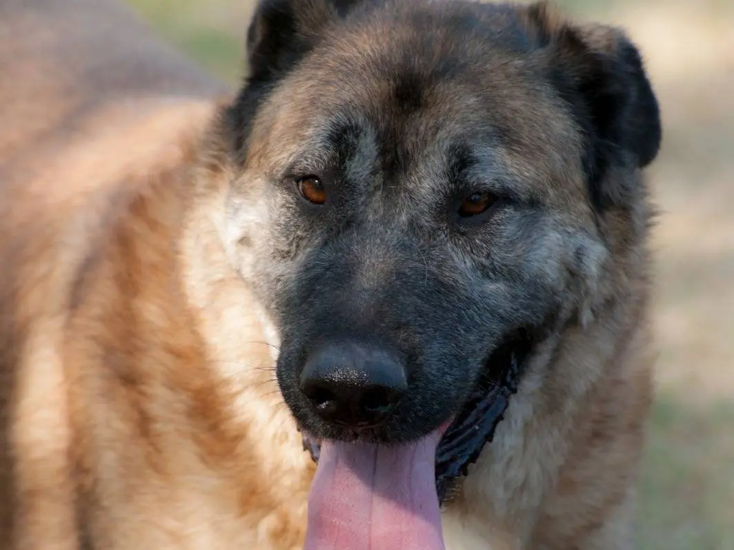 Adozione cane, maschio, Razza sconosciuta Razza sconosciuta, 7 anni e 4 mesi, taglia grande, Frosinone