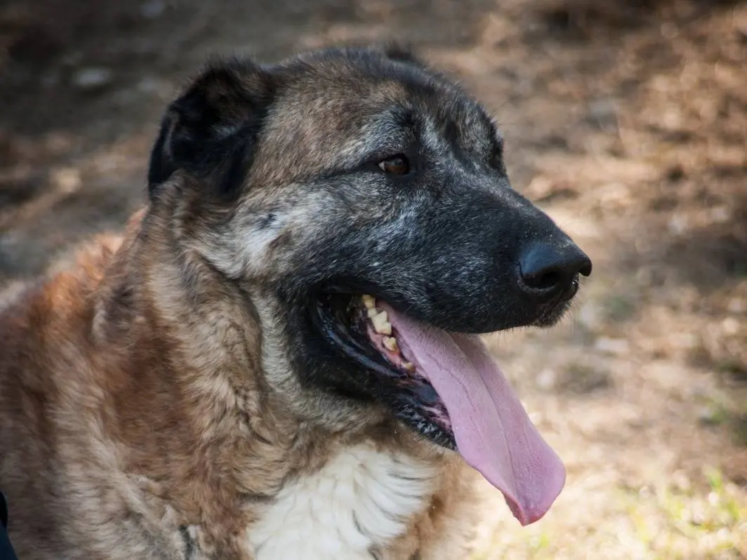 Vuoi adottare un cane a Frosinone?