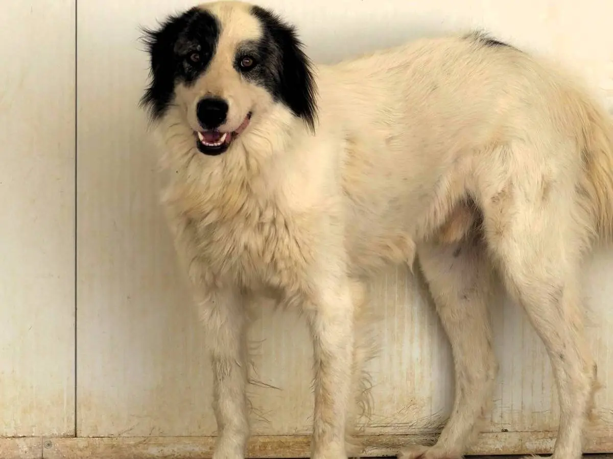 Adozione cane, maschio, Razza sconosciuta Razza sconosciuta, 3 anni e 4 mesi, taglia grande, Sassari
