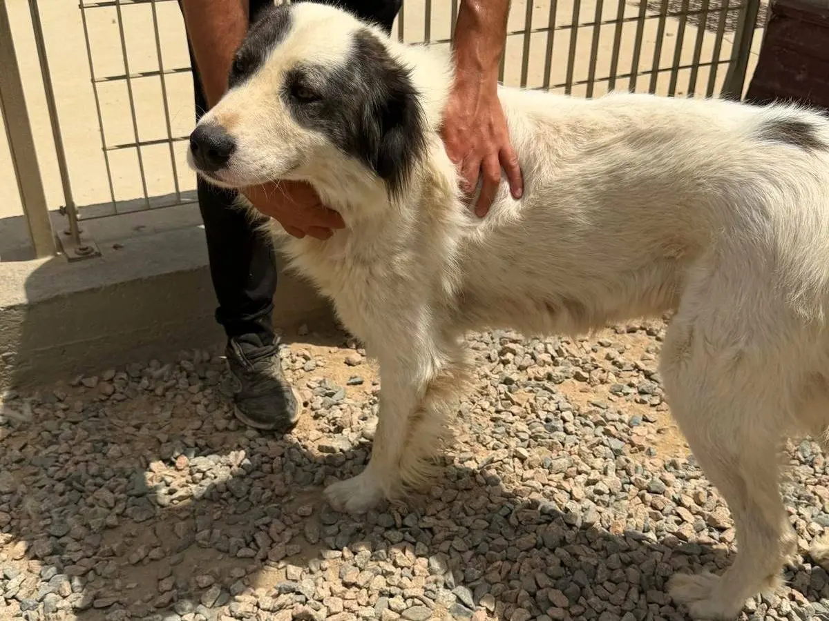 Adotta un cane, maschio, 3 anni e 4 mesi, Sassari