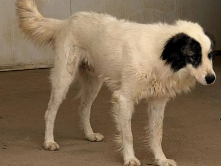 Vuoi adottare un cane a Sassari?