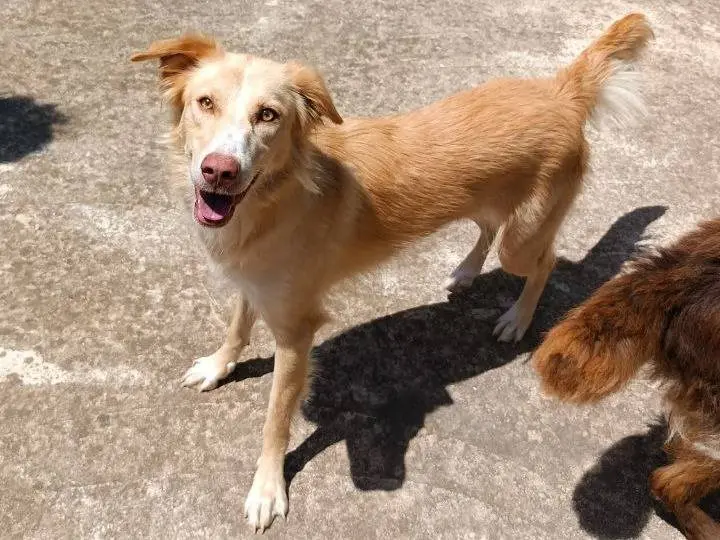 Adotta un cane, femmina, 3 anni e 7 mesi, Agrigento