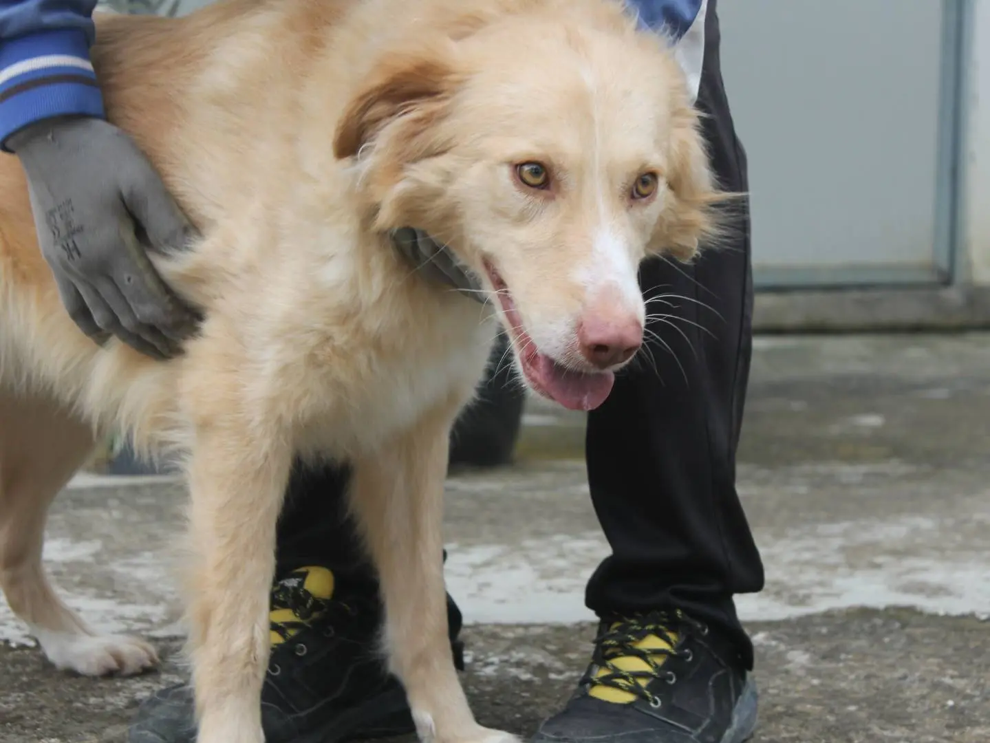 Adotta un cane, taglia media, femmina, Agrigento