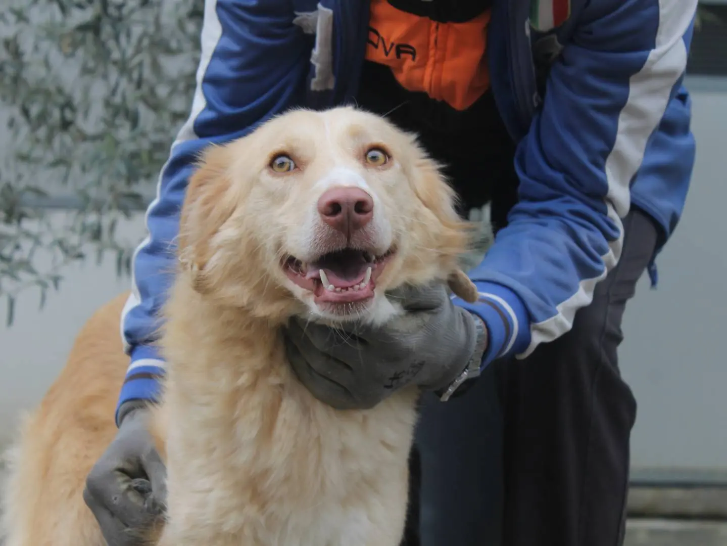 Adozione cane, femmina, Razza sconosciuta Razza sconosciuta, 3 anni e 7 mesi, taglia media, Agrigento