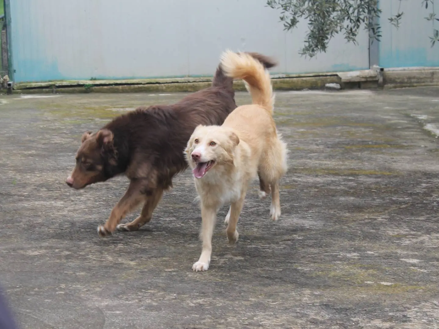 Adotta il cane Mimosa a Agrigento