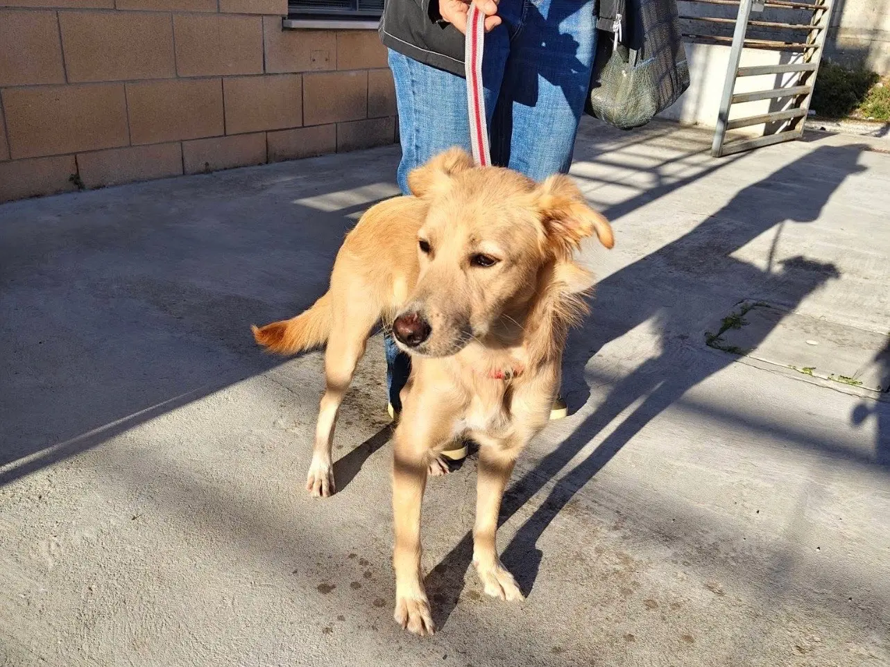 Adotta un cane, femmina, 1 anno, Barletta