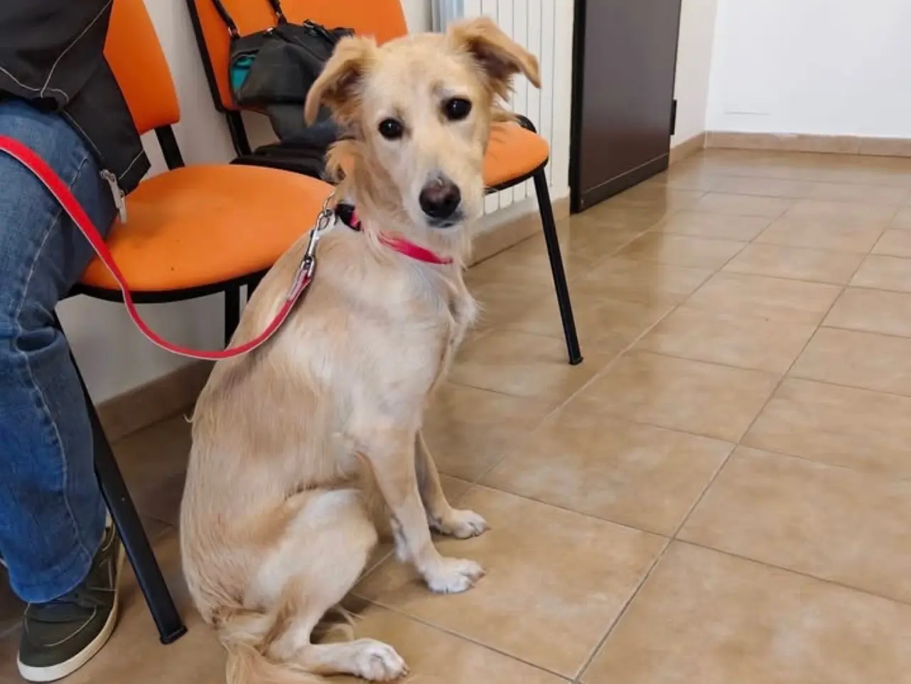 Adozione cane, femmina, Razza sconosciuta Razza sconosciuta, 1 anno, taglia media contenuta, Barletta
