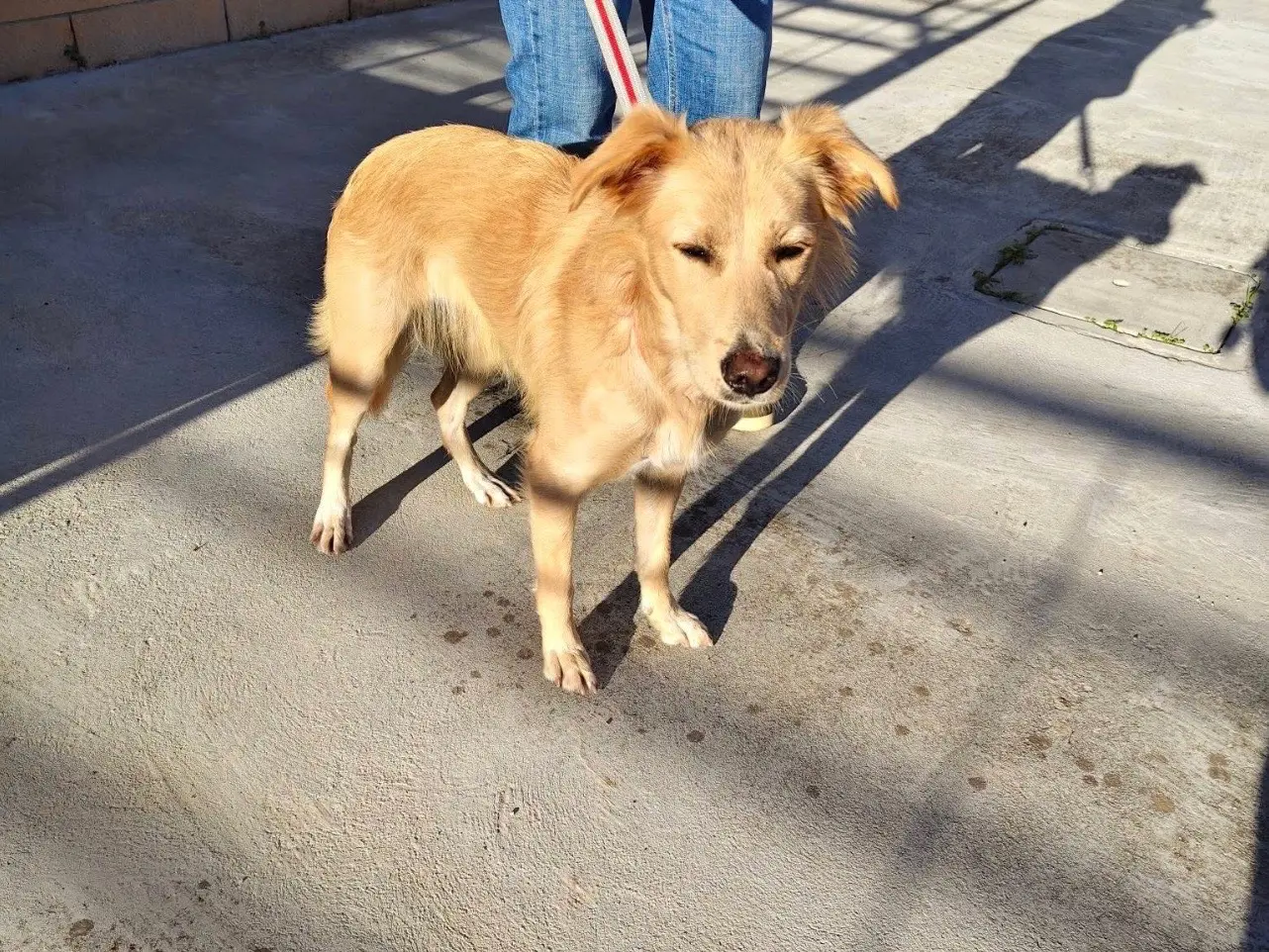 Adotta un cane, taglia media contenuta, femmina, Barletta