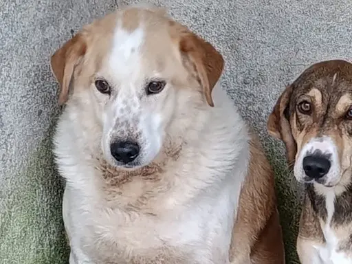 Adotta un cane, taglia media, maschio, Bolzano