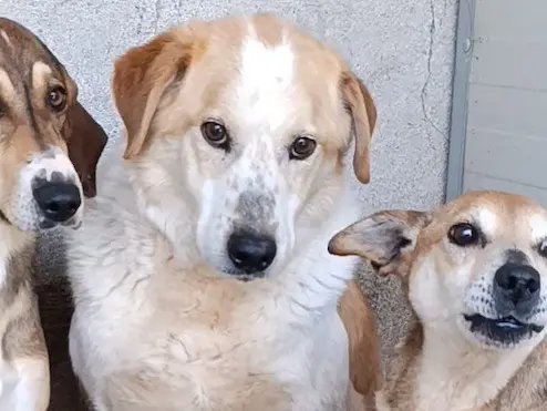 Adotta un cane, maschio, 10 anni e 10 mesi, Bolzano