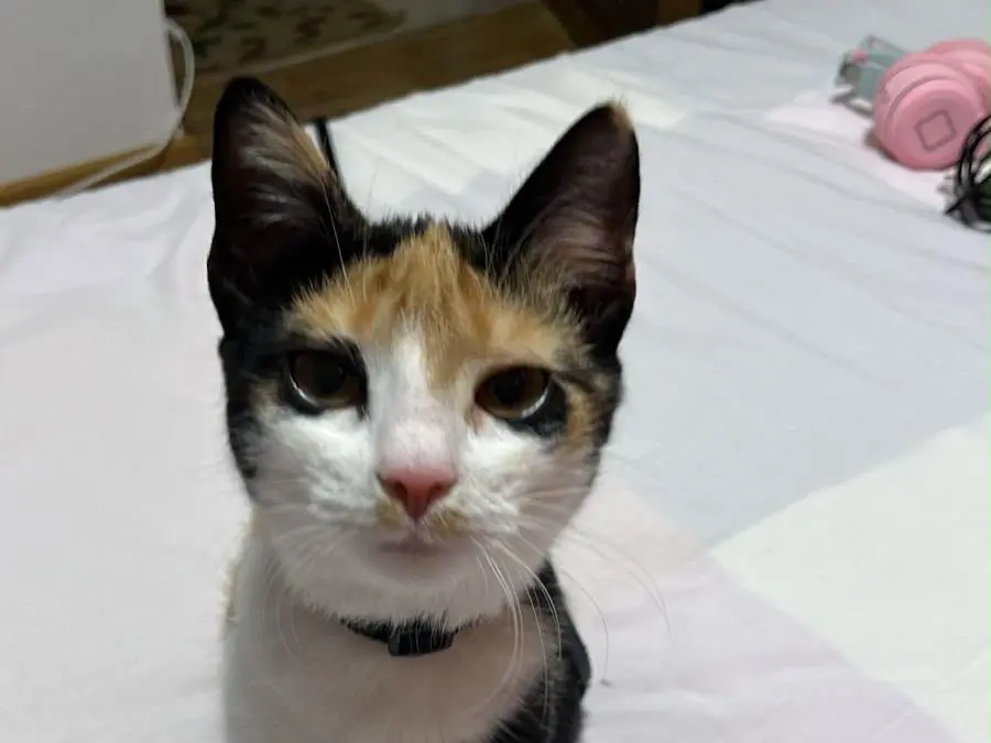 Adozione gatto, femmina, Razza sconosciuta Razza sconosciuta, 7 mesi, taglia non valida, Torino