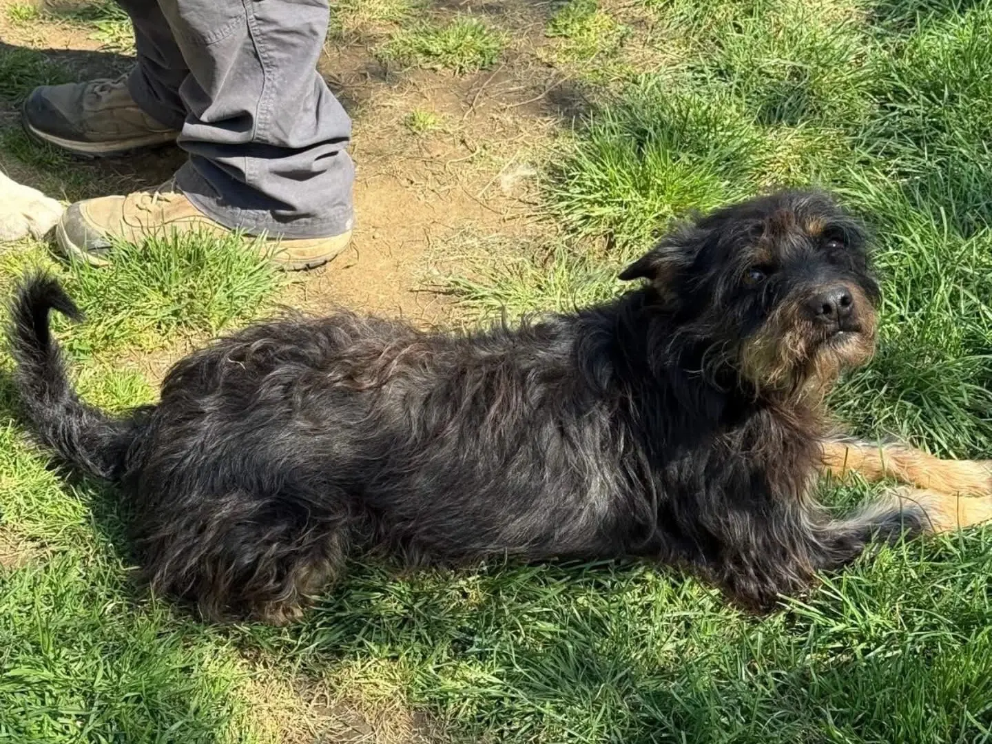 Adotta il cane Black Jack a Viterbo